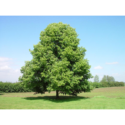 Lipa malolistá - Tilia Cordata ´Greenspire´ Co10L  4/6  200/250