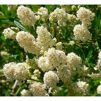 Ceanothus impressus ‘Victoria’ Co10L