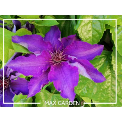 Plamienok - Clematis ´The President´ Co1L  30/40