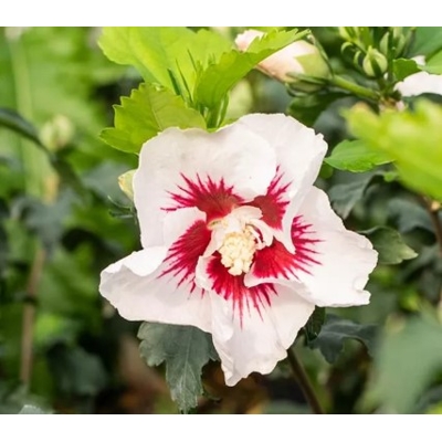 Ibištek - Hibiscus syriacus ´Woodbridge´ Co7,5L Km60