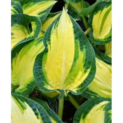 Funkia - Hosta ´Fire and Ice´  P14