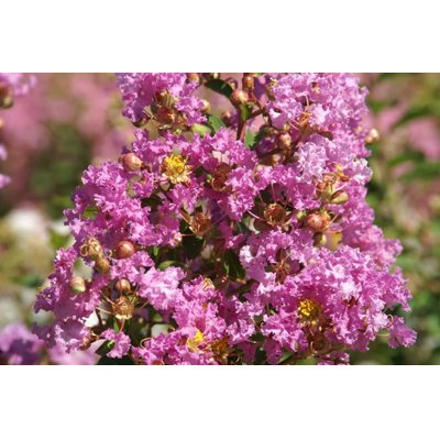 Myrta krepová fialová - Lagerstroemia indica ´Violacea´ Co3L 20/30