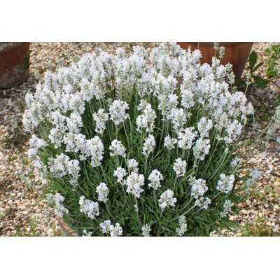 Levanduľa úzkolistá  - Lavandula angustifolia 'Ellagance Ice White'  P17