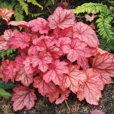 Heuchera ´Georgia Peach´