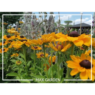 Rudbekia žiarivá  - Rudbeckia fulgida Goldstrum