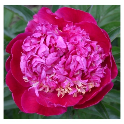 Pivonka drevitá - Paeonia Suffruticosa 