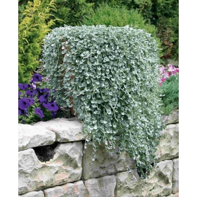 Dichondra argentea ´Silver Falls´