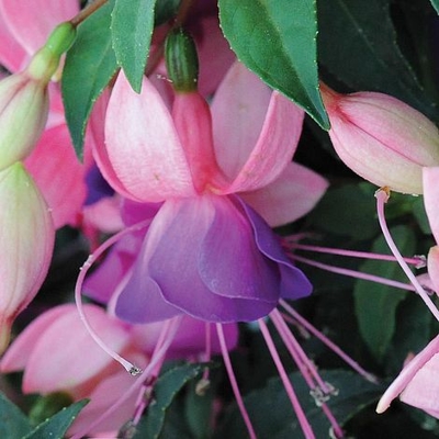 Fuchsia ´Elma´