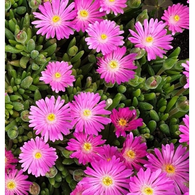 Delosperma ´Jewel of Desert´ - oranžová  K9