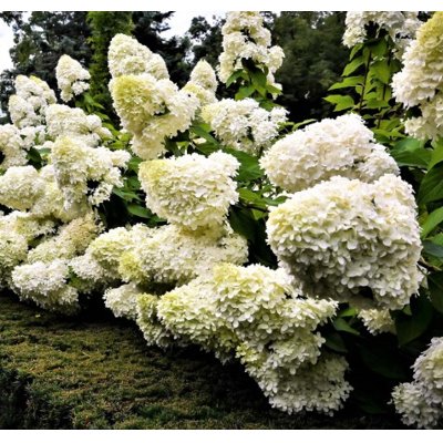 Hortenzia metlinatá - Hydrangea paniculata &#039;Grandiflora&#039; - 40/50cm