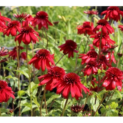 Echinacea purpurea ´Magnus´ P14