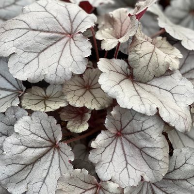 Heuchera micrantha ’Palace Purple’ Co13