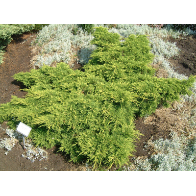 Borievka prostredná - Juniperus media ´Old gold´ 20/30 Co2L