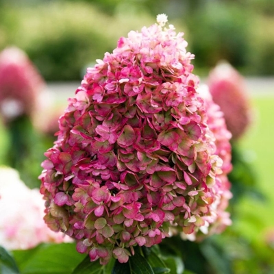 Hortenzia metlinatá - Hydrangea paniculata 'Pinky Winky'  Co2L 30/40