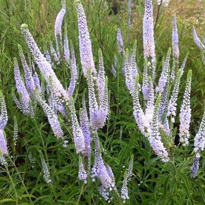 Veronica spicata  'Sunny Border Blue'