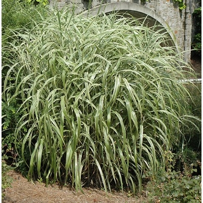 Ozdobnica čínska -Miscanthus sinensis 'Zebrinus' Co18