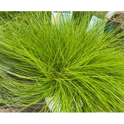 Deschampsia cespitosa ´AmiLime´