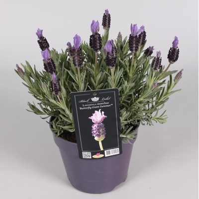 Levanduľa  - Lavandula Stoechas ´Giant Summer´  P17