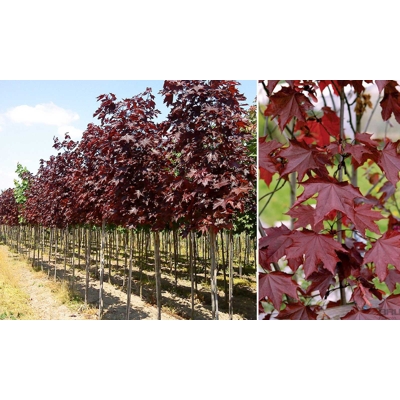 Javor mliečny - Acer platanoides ´Crimson Sentry´ Co5L KM80