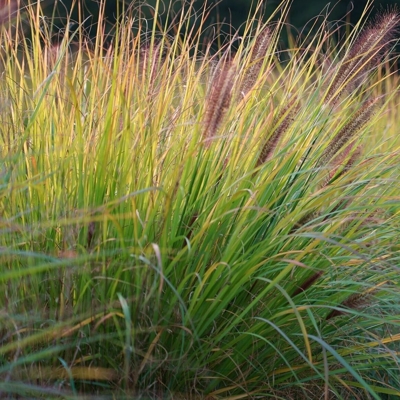 Perovec psiarkovitý - Pennisetum alopecuroides 'Little Bunny' V9