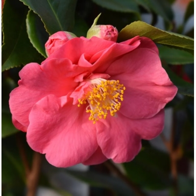 Kamélia Japonská ružová - Camellia japonica - ružová Co17