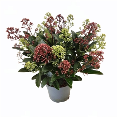 Skimia japonská' Rubella ' - Skimmia japonica 'Festival' - 15/25cm