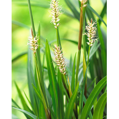 Ostrica japonská - Carex morrowii ´Irish Green´  Co9