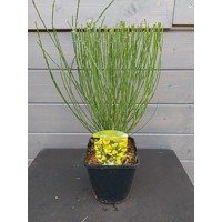 Zanoväť - Cytisus praecox 'Vanesse' P15 30/40