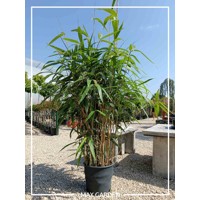 Bambus - Phyllostachys 'Metake'