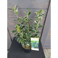 Bršlen japonský  - Euonymus japonicus 'Kathy'  Co2,5L 20/30