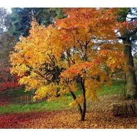 Javor dlaňolistý - Acer palmatum 'Orange Dream'  Co15  30/40