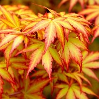 Javor dlaňolistý - Acer palmatum 'Orange Dream'  Co15  30/40