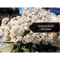 Červienka, Fotínia - Photinia fraseri Red Robin Co18-25L vysokokmeň