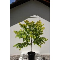 Judášovec čínsky  -  Cercis chinensis 'Avondale'  Co9L 40/60