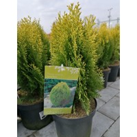 Tuja východná - Thuja orientalis 'Aurea Nana'  Veľkosť: 50cm