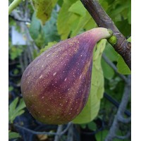 Ficus carica ´Peretta´ Co13 20/25