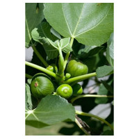 Ficus carica ´Peretta´ Co13 20/25