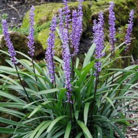 Liriope muscari Royal Purple P9