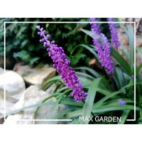 Liriope muscari Royal Purple P9