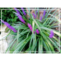 Liriope muscari Royal Purple P9