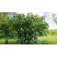 Figovník - Ficus carica ´Györöki lapos´ 40/50 Co2L