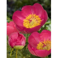 Pivonka čínska - Paeonia lactiflora 'Flame'  Co3L