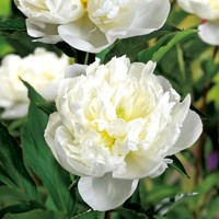 Pivonka čínska - Paeonia lactiflora 'Duchesse de Nemours'  Co3L