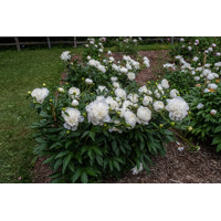 Pivonka čínska - Paeonia lactiflora 'Duchesse de Nemours'  Co3L