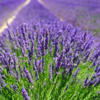 Levanduľa úzkolistá  -  Lavandula angustifolia 'Hidcote Blue'  Co17