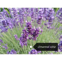 Levanduľa úzkolistá  -  Lavandula angustifolia 'Hidcote Blue'  Co17