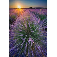 Levanduľa úzkolistá  -  Lavandula angustifolia 'Hidcote Blue'  Co17