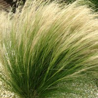 Kavyľ - Stipa tenuissima 'Pony Tails' Co13