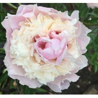 Pivonka čínska - Paeonia lactiflora 'Madame Calot'  Co3L