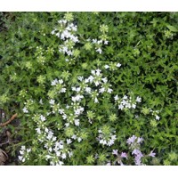 Dúška včasná - Thymus praecox ´Albiflorus´  K9